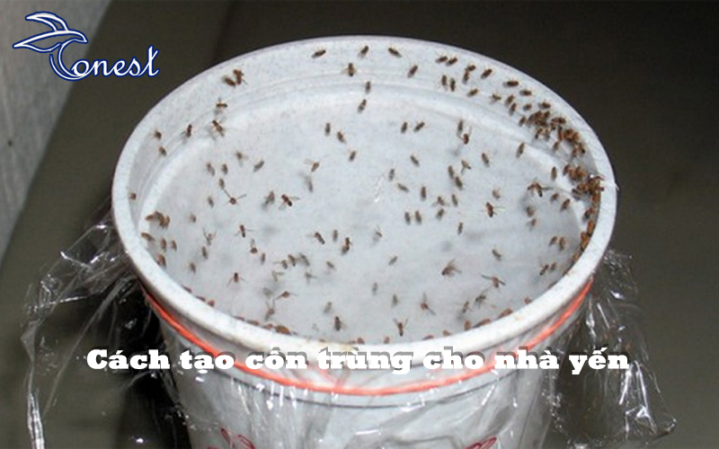 Cách tạo côn trùng cho nhà yến